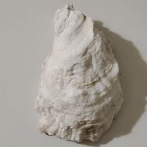 Artistic Cream Shell Sculpture